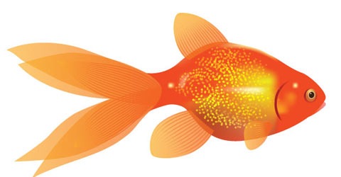 gold-fish