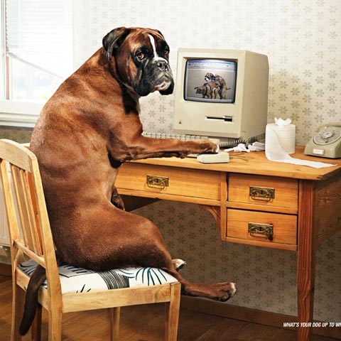 funnydog 100 Most Funny and Creative Advertisement Designs