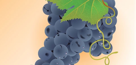 realistic-grapes
