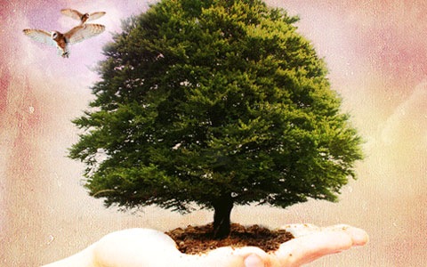 tree-in-dirt