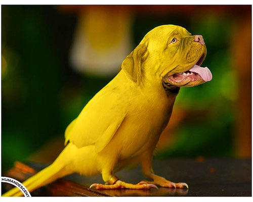 yellow-thirsty-dog